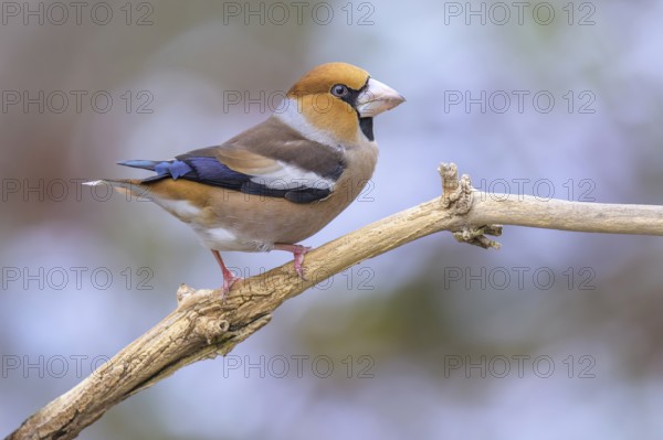 Hawfinch (Coccothraustes coccothraustes), male in winter, Swabian Alb biosphere reserve, Baden-Württemberg, Germany