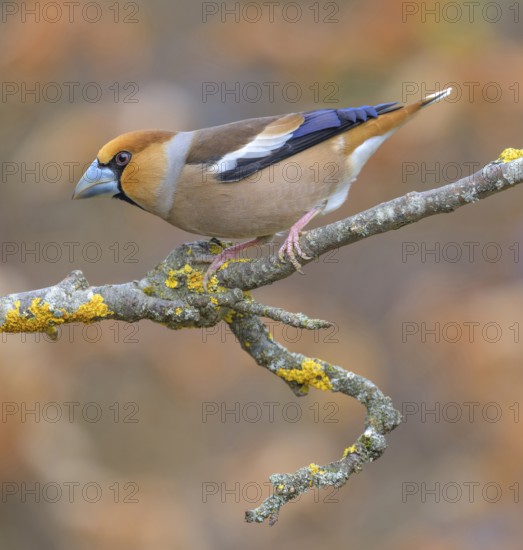 Hawfinch (Coccothraustes coccothraustes), male in breeding plumage on a lichen-covered branch, Swabian Alb biosphere reserve, Baden-Württemberg, Germany