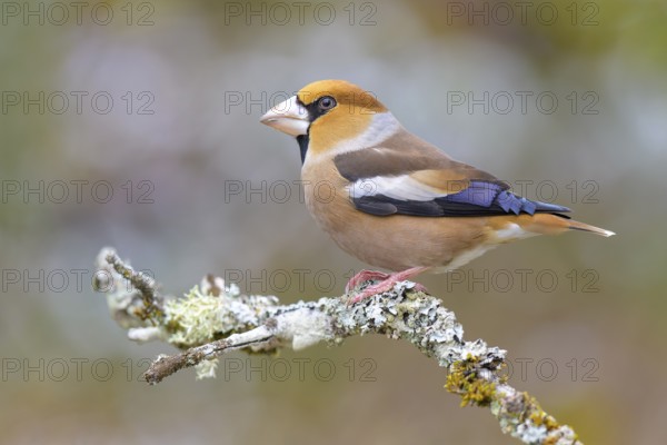 Hawfinch (Coccothraustes coccothraustes), male in winter on a branch covered with lichen, Swabian Alb biosphere reserve, Baden-Württemberg, Germany