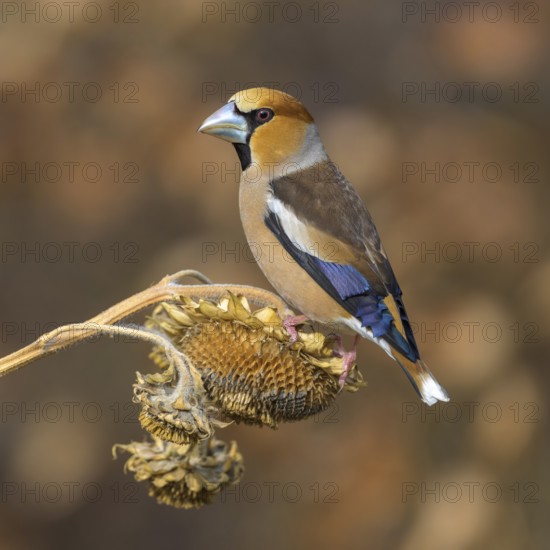 Hawfinch (Coccothraustes coccothraustes), male in breeding plumage on sunflower fruit, Swabian Alb biosphere reserve, Baden-Württemberg, Germany