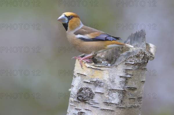 Hawfinch (Coccothraustes coccothraustes), male in breeding plumage on birch trunk, Swabian Alb biosphere reserve, Baden-Württemberg, Germany