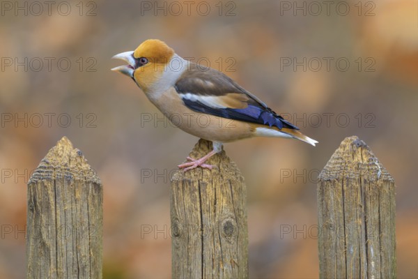Hawfinch (Coccothraustes coccothraustes), male in breeding plumage on picket fence, Swabian Alb biosphere reserve, Baden-Württemberg, Germany