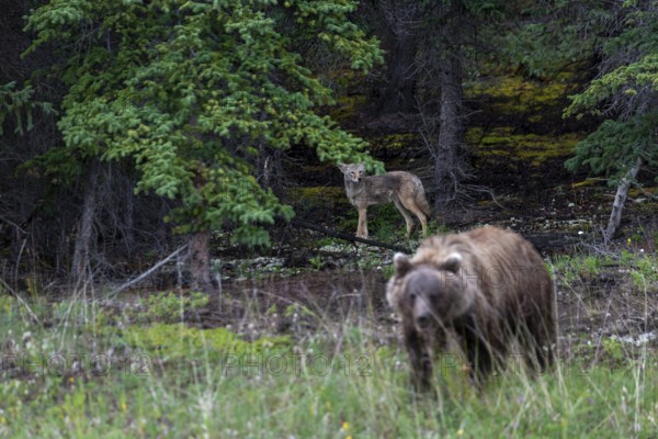 Coyote (Canis latrans) observing a grizzly bear (Ursus arctos) foraging for food, Alaska Highway, Oportunist, Alaska, USA