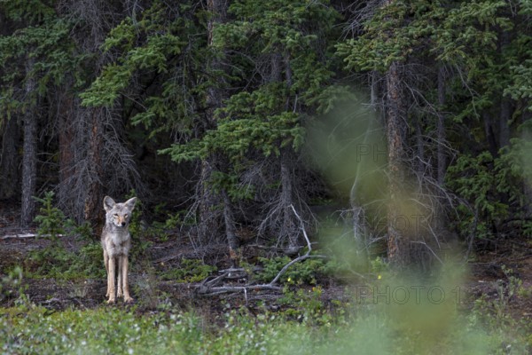 Coyote (Canis latrans) observing a grizzly bear (Ursus arctos) from a safe distance, Alaska Highway, Oportunist, Alaska, USA