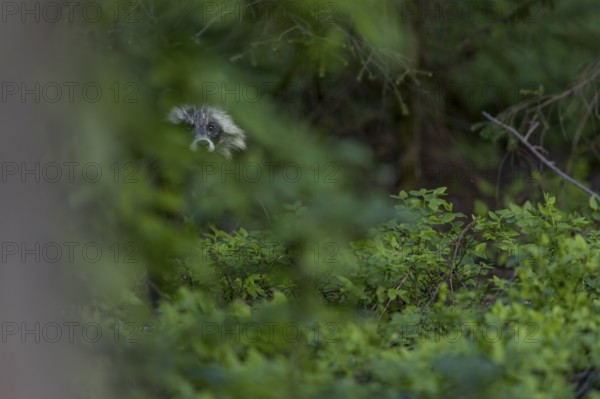 The raccoon dog (Nyctereutes procyonoides) remains motionless for minutes and watches me, neozoan, neobiont, neobiota, crepuscular, Germany