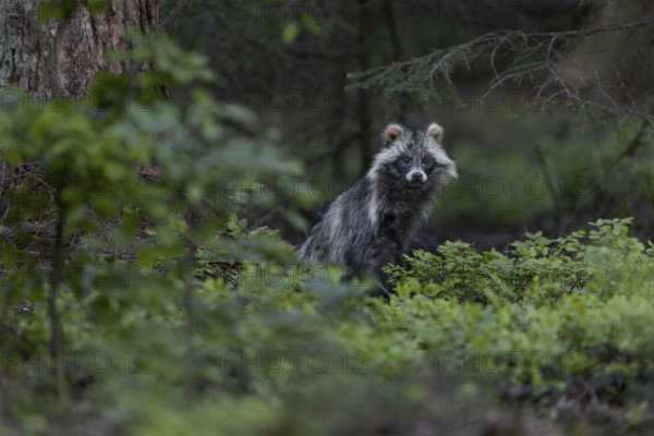 The tanuki (Nyctereutes procyonoides) fixates me continuously while the young play among the blueberry bushes, neozoan, neobiont, neobiota, burrow, crepuscular, Germany
