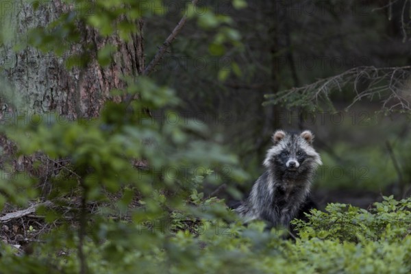 Even if the tanuki (Nyctereutes procyonoides) seems a little more relaxed, I am still being watched closely, neozoan, neobiont, neobiota, burrow, crepuscular, Germany