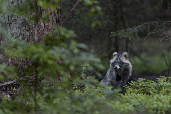 A few minutes pass, then the tanuki (Nyctereutes procyonoides) seems to relax a little, neozoan, neobiont, neobiota, burrow, crepuscular, Germany