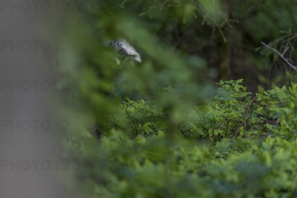 As I slowly push myself behind a tree, the raccoon dog (Nyctereutes procyonoides) becomes curious and carefully pushes itself forwards, neozoan, neobiont, neobiota, burrow, crepuscular, Germany
