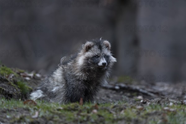 A raccoon dog (Nyctereutes procyonoides) sits relaxed in front of the cave entrance, neozoan, neobiont, neobiota, burrow, crepuscular, Germany