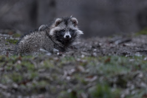 A raccoon dog (Nyctereutes procyonoides) resting in front of the cave entrance, neozoan, neobiont, neobiota, burrow, crepuscular, Germany