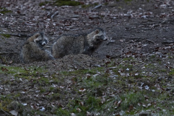 The raccoon dog (Nyctereutes procyonoides) on the right is the male, it is significantly larger in direct comparison to the female, neozoan, neobiont, neobiota, burrow, crepuscular, Germany
