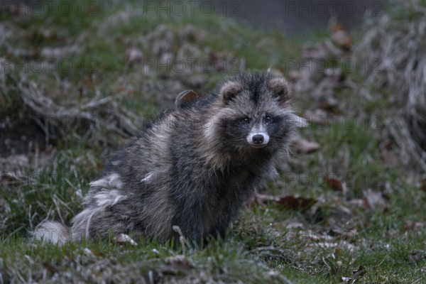 A raccoon dog (Nyctereutes procyonoides) has just left the burrow and is vigilantly securing itself, several minutes can pass, Neozoan, Neobiont, Neobiota, crepuscular, Germany