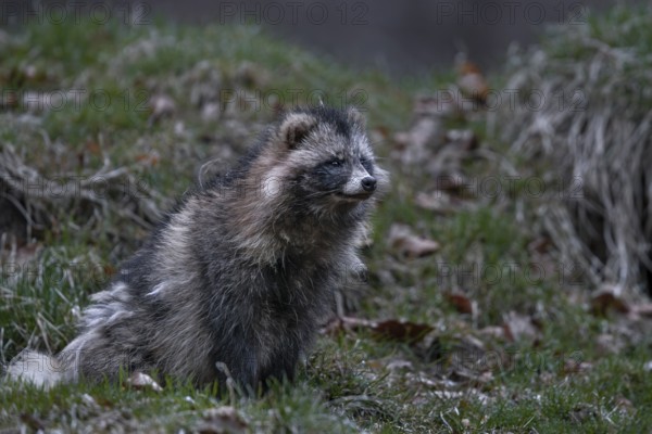 A raccoon dog (Nyctereutes procyonoides) has just left the den, neozoan, neobiont, neobiota, crepuscular, Germany