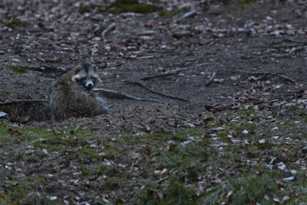 The old roof castle has got new roommates, a pair of raccoon dogs (Nyctereutes procyonoides) has been living in the large building system for a few weeks, I was also able to observe a badger, neozoan, neobiont, neobiota, burrow, crepuscular, Germany