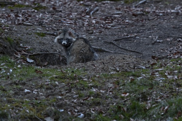 The tanuki (Nyctereutes procyonoides) is much more attentive and always reacts to the trigger sounds of the camera, neozoan, neobiont, neobiota, burrow, crepuscular, Germany