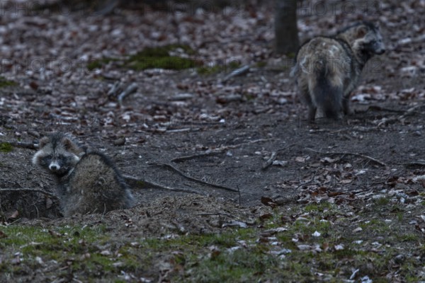 The male raccoon dog (Nyctereutes procyonoides) makes a very relaxed impression and explores the immediate surroundings shortly after leaving the den, while the female stays in the immediate vicinity of the entrance for a long time, neozoan, neobiont, neobiota, den, crepuscular, Germany