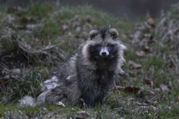 The raccoon dog (Nyctereutes procyonoides) is alert but does not flee, neozoan, neobiont, neobiota, burrow, crepuscular, Germany