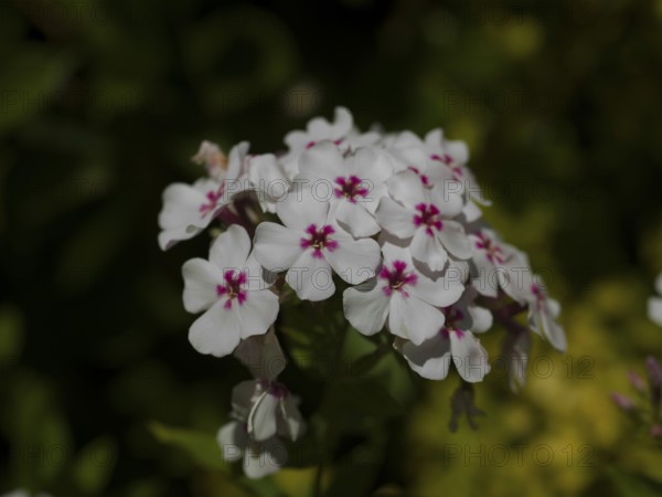 Tall flame flowers (Phlox paniculata), native garden, East Frisia, Germany