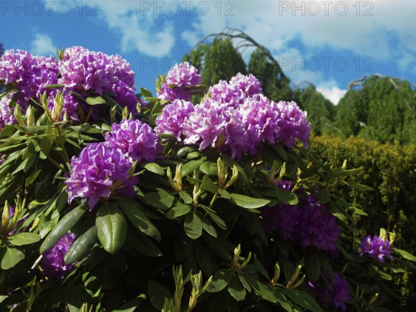 Rhododendron, alpine rose, spring, native Gareten, East Frisia, Germany