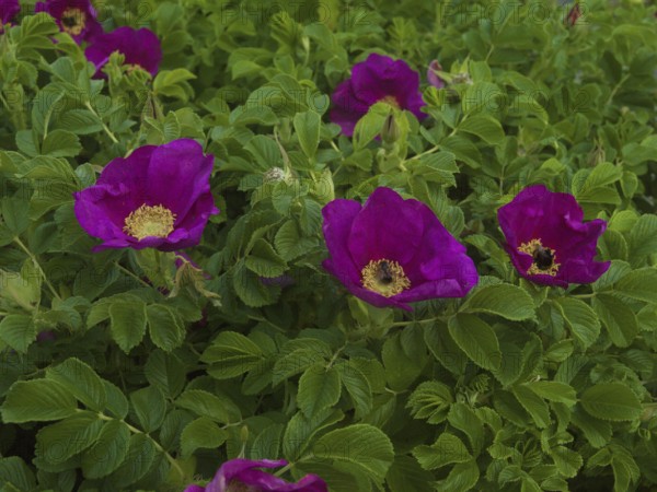 Potato rose (Rosa rugosa), native garden, East Frisia, Germany