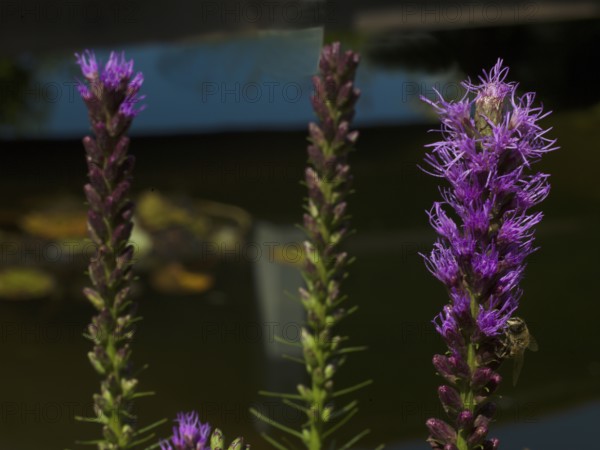 Liatris spicata, Asteraceae family, plant, native garden, East Frisia, Germany
