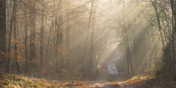 Pilgrim trail, forest trail in warm autumn light with sunrays, foggy morning mood, soft rays of light, autumn atmosphere, golden, path, forest, flooded with light, path, fascination, peaceful, mood, glows, morning haze, morning sun, early fog, autumnal, autumn leaves, lighting mood, sunlight, morning, atmospheric, mystical, mysterious, dreamlike, clouds of fog, dreamy, dreamy, swaths of fog, dreamy, dreamy, dreamy, swaths of fog, dreamy, dreamy, dreamy, swaths of fog, dreamy, dreamy, dreamy, swaths of fog, dreamy, dreamy, dreamy, swaths of fog, dreamy, dreamy, swaths of fog, dreamy, dreamy Landscape, walking, hiking, pilgrims, pilgrim trail, Lüneburg district, Lower Saxony, Germany