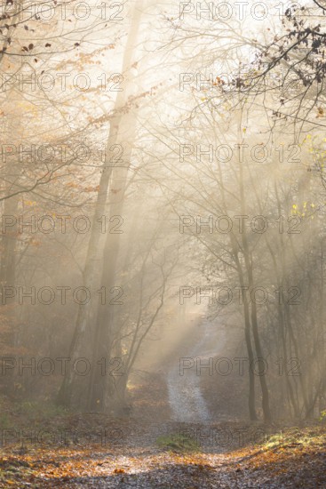 Pilgrim trail, forest trail in warm autumn light with sun rays, foggy morning mood, soft rays of light, autumn atmosphere, romantic, autumn atmosphere, path, fascination, peaceful, mood, glows, morning haze, morning sun, early fog, autumn leaves, lighting mood, sunlight, morning, atmospheric, mystical, magical, mysterious, dreamy, clouds of fog, dream landscape, walking, hiking, pilgrim trail, Lüneburg district, Lower Saxony, Germany