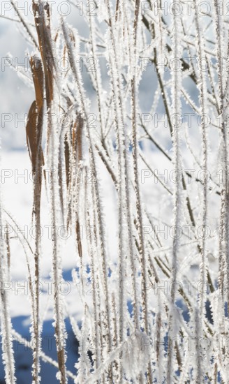 Ice crystals cover stalks and individual brown, dry leaves of reeds (Phragmites australis) or reeds, close-up, dry stalks, frosty still life, sunlight, frost, icy, ice, blurred natural background with snow and a body of water in bright winter light, sunny day, grasses, winter day, frost, cold, cold atmosphere, sunlight, morning, cool colours, stillness, mood, nature, winter, nature reserve, FFH area Ilmenau, Lüneburg, Lower Saxony, Germany