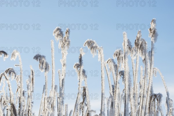 Reed fronds covered with ice crystals, stalks and leaves of reeds (Phragmites australis) or reeds, grasses in front of a cloudless, clear, blue sky, winter mood, close-up, frosty still life, sunlight, frost, icy, ice, wintry, bright light, sunny day, grasses, winter day, frost, cold, cold atmosphere, sunlight, morning, cool colours, stillness, mood, nature, winter, nature reserve, FFH area Ilmenau, Lüneburg, Lower Saxony, Germany