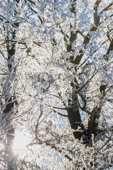Treetops of willow (Salix) and black alder (Alnus glutinosa), also black alder or red alder, covered with ice crystals glow in the backlight, sunlight, winter atmosphere, blue sky, frost, icy, ice, snow, cold, cold, calm, magical, enchanting atmosphere, peaceful scenery, mood, bright morning light, bare twigs and branches, morning, cool colours, tree, trees, landscape, nature, nature reserve, FFH area Ilmenau, Lüneburg, Lower Saxony, Germany
