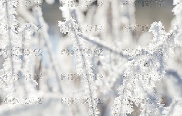 Close-up of icy grasses, blades of grass covered by ice crystals glowing in backlight, ice, grass, stalks, winter, wintry light, sunny winter day, frost, cold, close-up, snow, sunlight, cool colors, quiet mood, nature, atmosphere, icy, bright morning light, morning, nature reserve, Ilmenau FFH area, Lüneburg, Lower Saxony, Germany