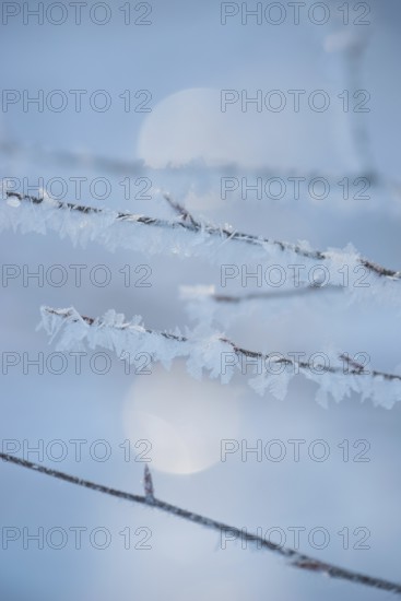 Icy branches with ice crystals against a blurred blue-grey background with bokeh effect, ice, winter light, frosty, snow, sunny winter day, frost, cold, macro shot, close-up, winter, pointed buds, light spots, bokeh, calm atmosphere, bright sunlight, copper beech (Fagus sylvatica), sunlight, calm atmosphere, icy, peaceful scenery, bright morning light, bare branches, morning, tree, trees, cool, cold, mood, light, nature, district of Lüneburg, Lower Saxony, Germany