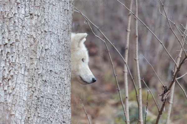 Arctic wolf (Canis lupus arctos), one animal, hiding behind a tree, forest, head, side view, captive
