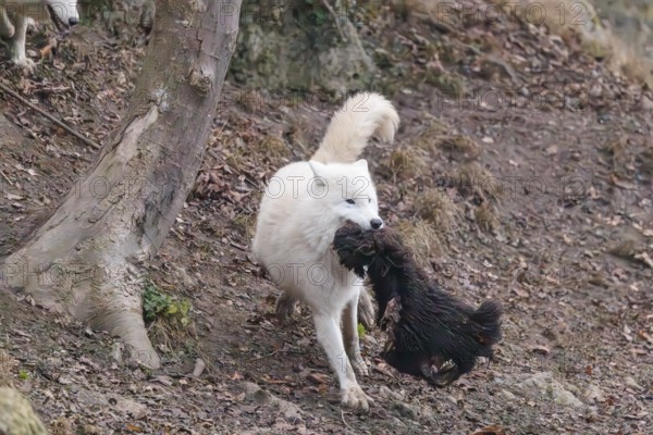 Arctic wolf (Canis lupus arctos), one animal, running, prey, sheep, forest, escape from the pack, captive
