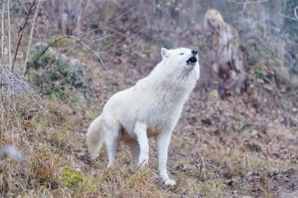 Arctic wolf (Canis lupus arctos), one animal, howling, forest, side view, captive