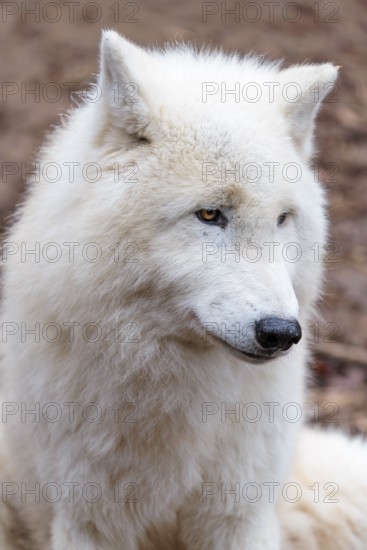 Portrait of an Arctic wolf (Canis lupus arctos). Captive