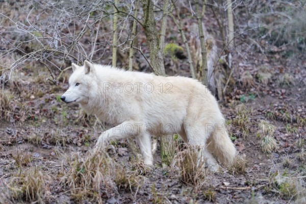 Arctic wolf (Canis lupus arctos), one animal, walking, forest, side view, captive