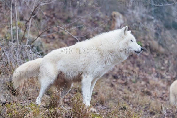 Arctic wolf (Canis lupus arctos), one animal, standing, forest, side view, captive