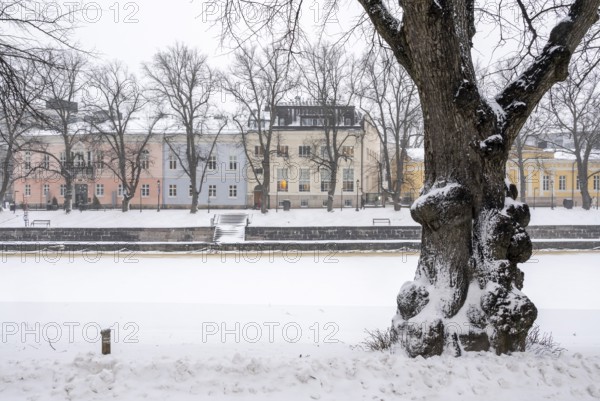 Oak, snow, wintery Turku or Swedish Åbo, Varsinais-Suomi, Finland