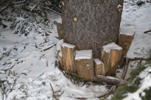 Wooden pegs fix Christmas tree, Turku, Finland