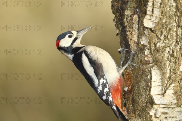 Great spotted woodpecker (Dendrocopus major), male, foraging on the trunk of a common birch (Betula pendula), wildlife, woodpeckers, nature photography, autumn, Wilnsdorf, North Rhine-Westphalia, Germany
