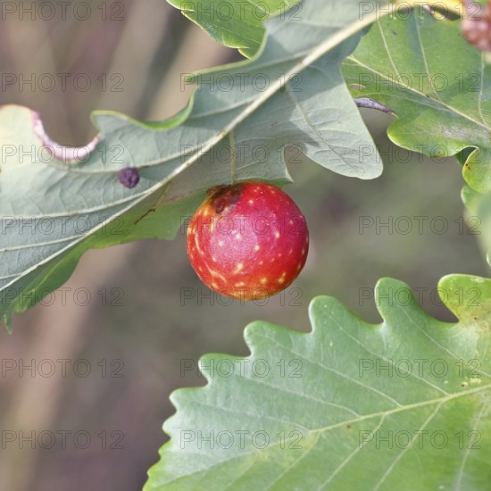Common oak gall wasp (Cynips quercusfolii) on a leaf of an English oak, Wilnsdorf, North Rhine-Westphalia, Germany