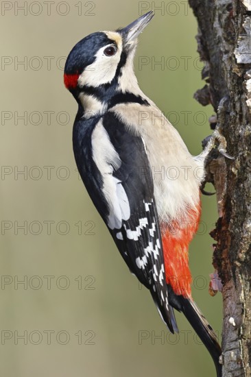 Great spotted woodpecker (Dendrocopus major), male, foraging on the trunk of a common birch (Betula pendula), wildlife, woodpeckers, nature photography, autumn, Wilnsdorf, North Rhine-Westphalia, Germany