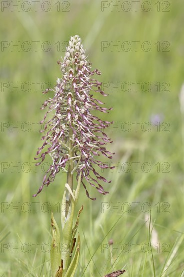 Quick selection Switch to large view AI generated Show similar images in new tab Add to Likebox: My first Likebox Likebox Options Switch to large view Bocks' strap-tongue (Himantoglossum hircinum), inflorescence with open white-purple flowers, in a meadow, orchids, orchid, orchid plant, nature photography, Lahnstein, Rhineland-Palatinate, Germany