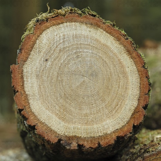 English oak (Quercus robur), cross-section of the tree trunk with annual rings in a forest, timber, Wilnsdorf, North Rhine-Westphalia, Germany