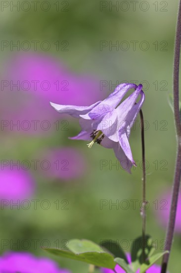 Columbine (Aquilegia vulgaris), pink flower at the edge of a forest, in spring, Wilnsdorf, North Rhine-Westphalia, Germany