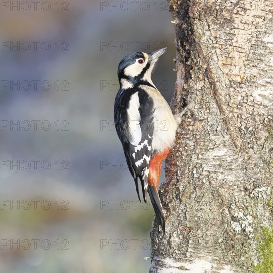 Great spotted woodpecker (Dendrocopus major), female, foraging on the trunk of a common birch (Betula pendula), wildlife, woodpeckers, nature photography, autumn, Wilnsdorf, North Rhine-Westphalia, Germany