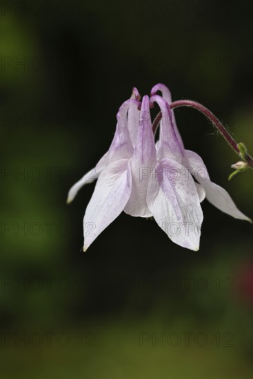 Columbine (Aquilegia vulgaris), pink flower at the edge of a forest, close-up, in spring, Wilnsdorf, North Rhine-Westphalia, Germany