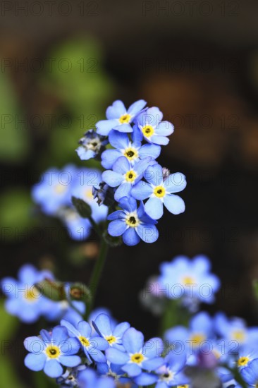 Marsh forget-me-not (Myosotis palustris), true forget-me-not in bloom in spring, Wilnsdorf, North Rhine-Westphalia, Germany